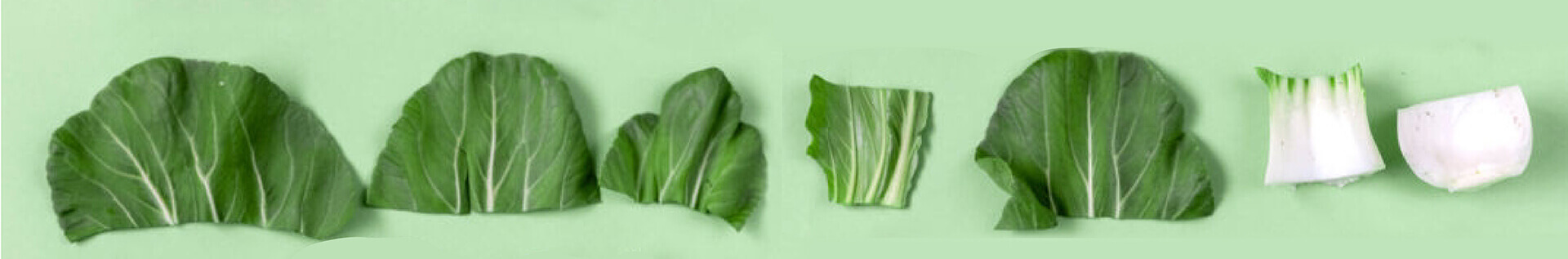 Cut lettuce
